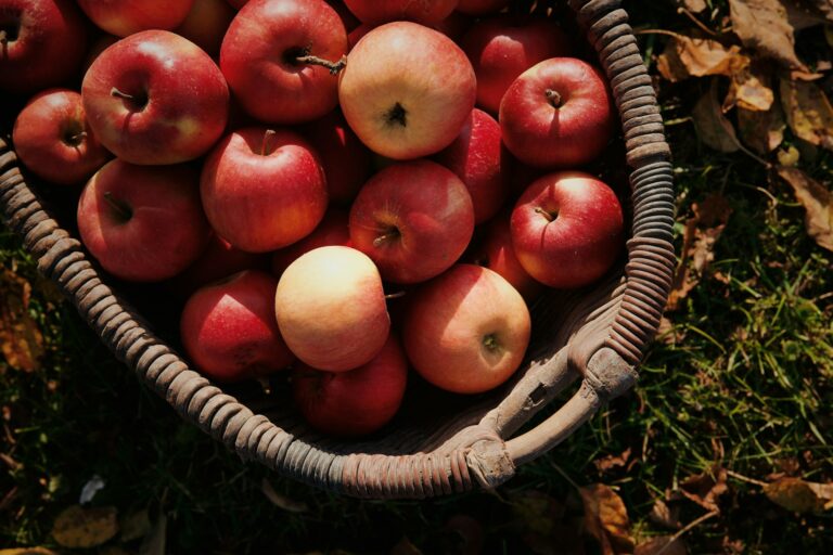 Ramassage de pommes