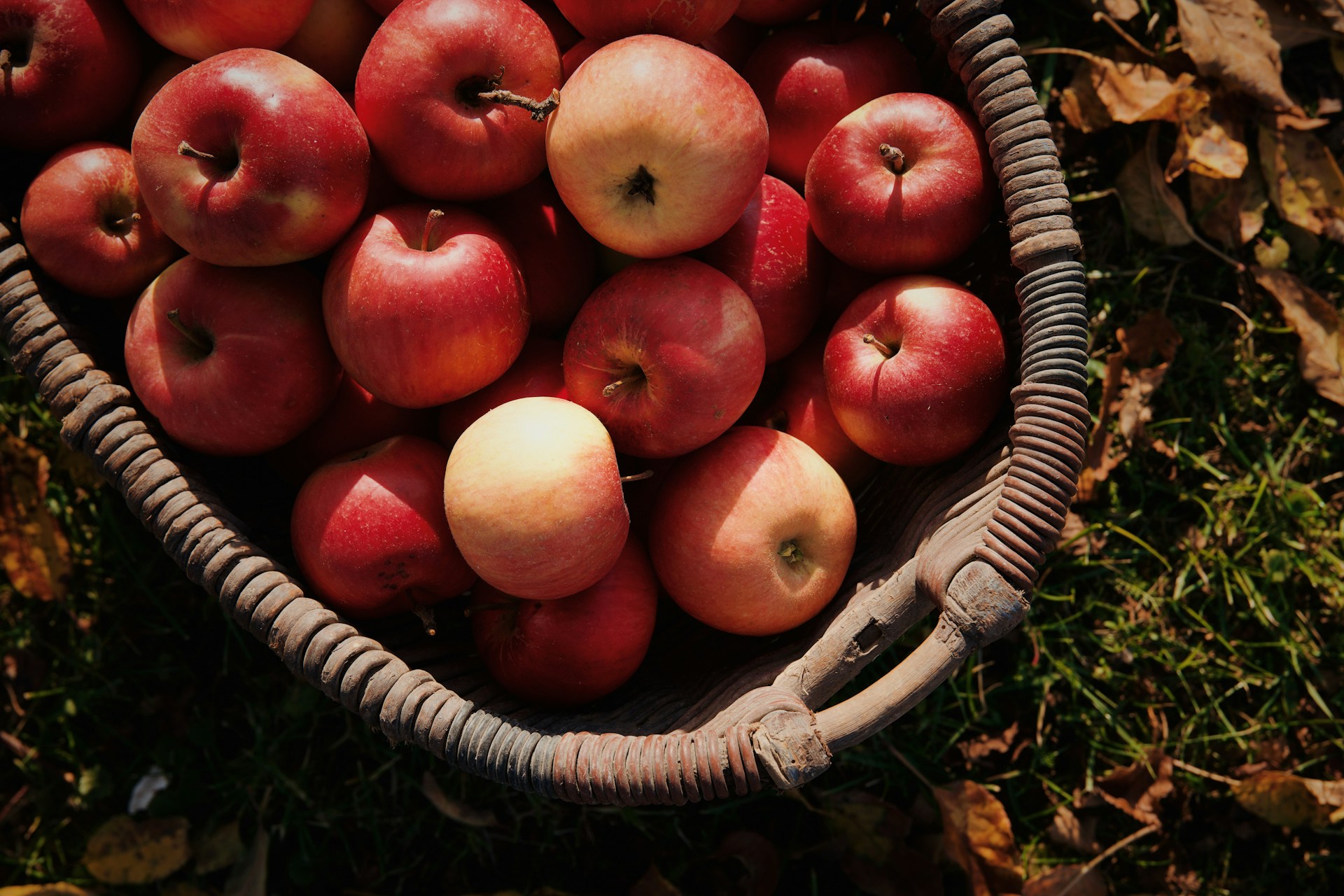 Ramassage de pommes